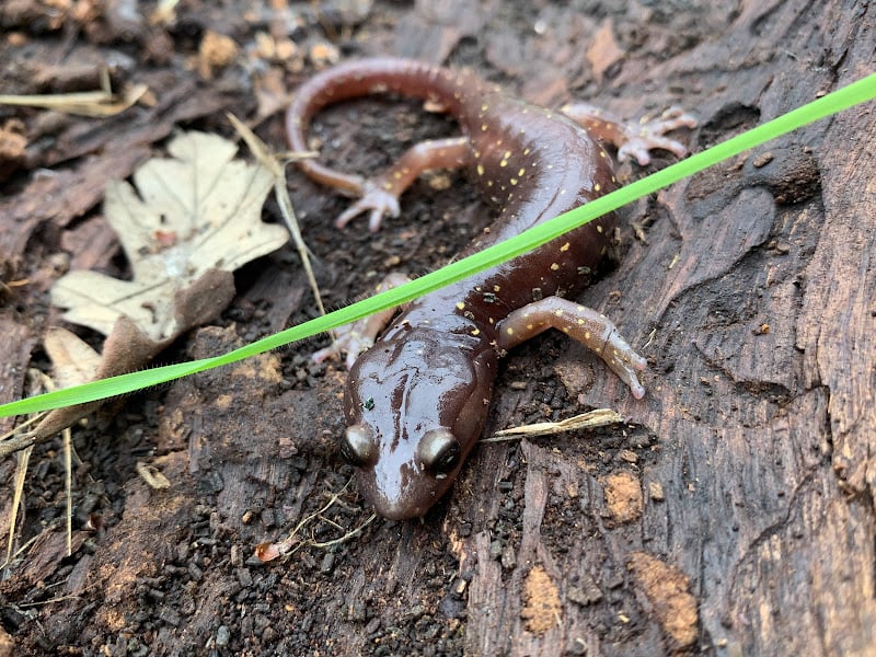 Why do Salamanders Breathe Through Their Skin?